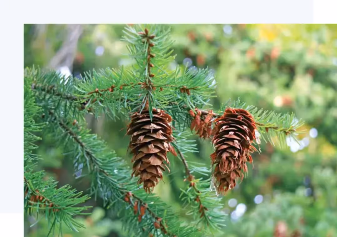 Derivatif Pinus